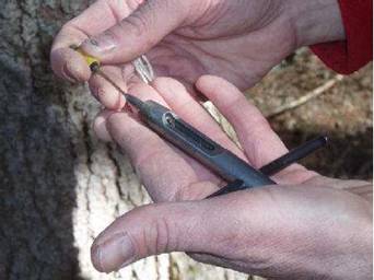 微型樹(shù)木生長(zhǎng)錐