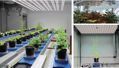 PlantScreen高通量植物表型成像分析系統(tǒng)（XYZ三維成像版）