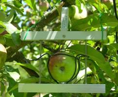 DF果實(shí)生長(zhǎng)變化傳感器