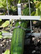 DF果實(shí)生長(zhǎng)變化傳感器