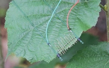 ΔLA-B 葉面空氣溫差傳感器