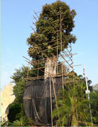 點(diǎn)將科技技術(shù)團(tuán)隊(duì)順利完成1600年樹(shù)齡古樟樹(shù)健康檢測(cè)