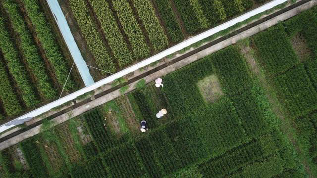 2022年中央一號(hào)文件發(fā)布！要點(diǎn)速讀