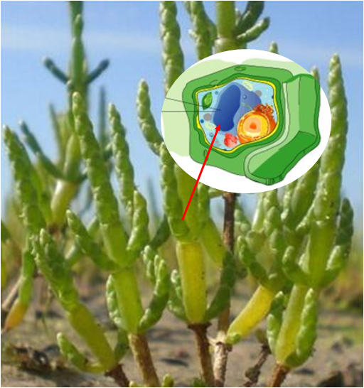 圖片關(guān)鍵詞