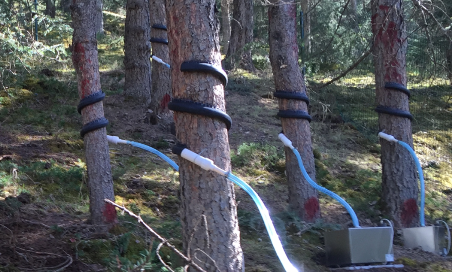 樹(shù)干截留采集儀