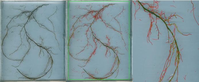 柳樹苗根系測(cè)量分析