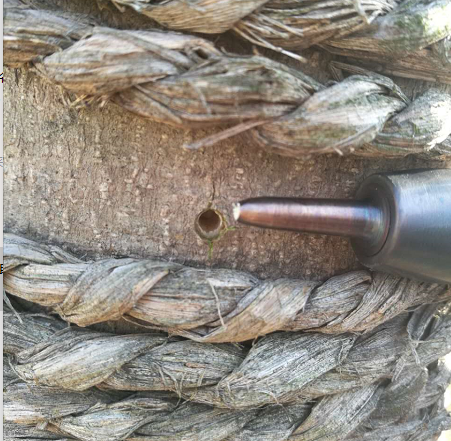 樹木生長(zhǎng)錐