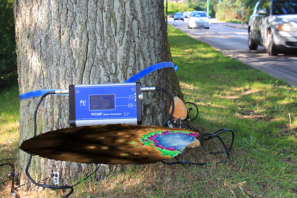 樹干空洞情況檢測