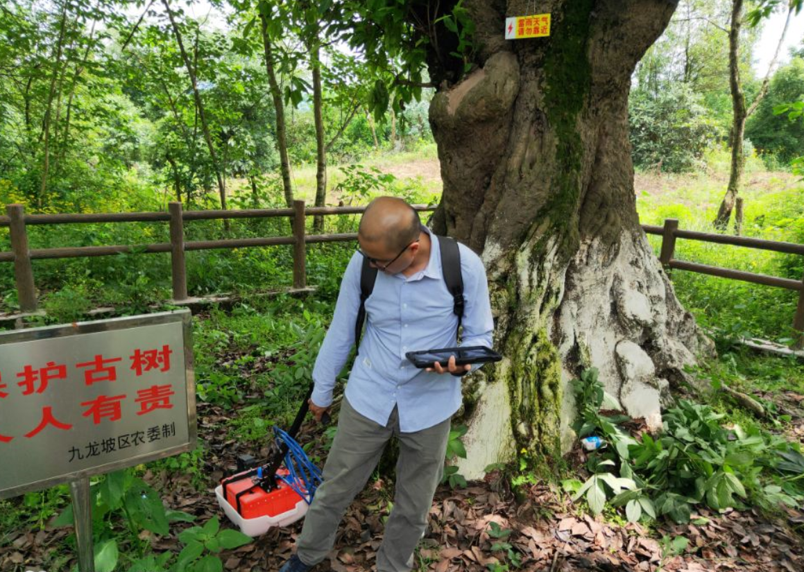 樹木根系分布檢測
