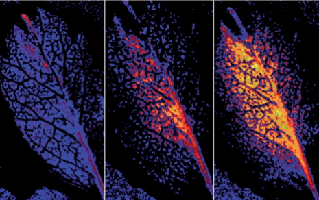 葉片呼吸作用成像