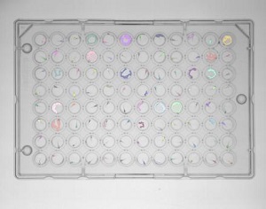 斑馬魚的行為表型 斑馬魚的行為表型