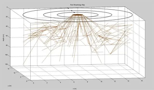 根系3D示意圖