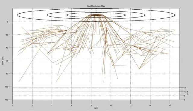 根系3D示意圖