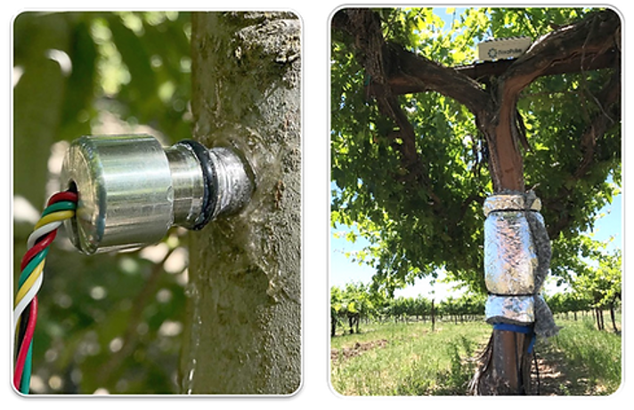 原位莖桿水勢(shì)測(cè)量儀 原位莖桿水勢(shì)測(cè)量儀