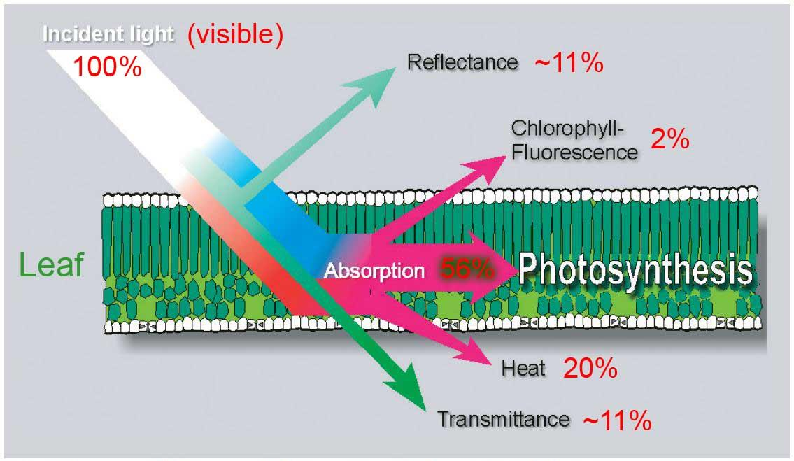 日光誘導(dǎo)葉綠素?zé)晒猓⊿IF)監(jiān)測系統(tǒng) 日光誘導(dǎo)葉綠素?zé)晒猓⊿IF)監(jiān)測系統(tǒng)