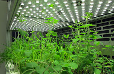 植物生長箱 植物生長箱