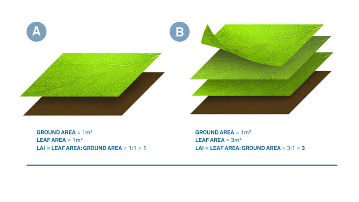葉面積指數(shù)