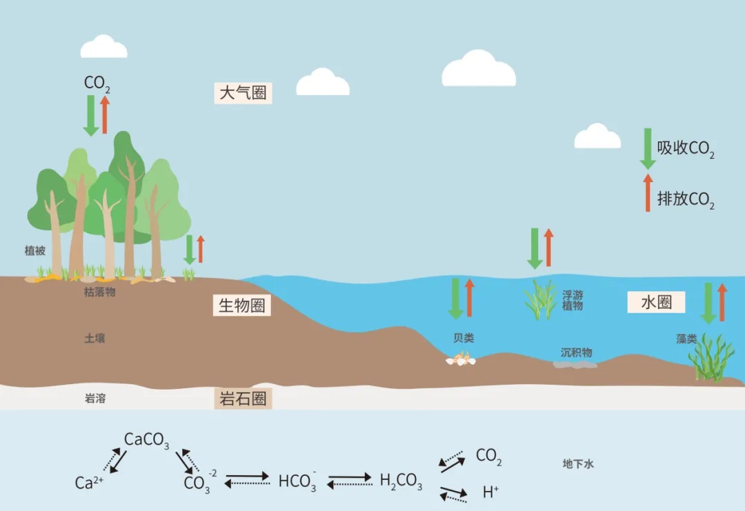 生態(tài)系統(tǒng)碳匯過(guò)程