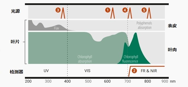 植物葉綠素&多酚測(cè)量儀