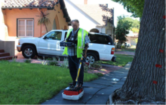 檢查膠皮糖香樹的大型結(jié)構(gòu)性樹根 檢查膠皮糖香樹的大型結(jié)構(gòu)性樹根