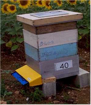 蜜蜂計數(shù)器