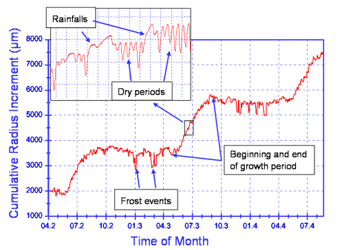 云杉樹的生長曲線