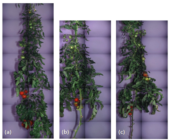 番茄植株重建示例
