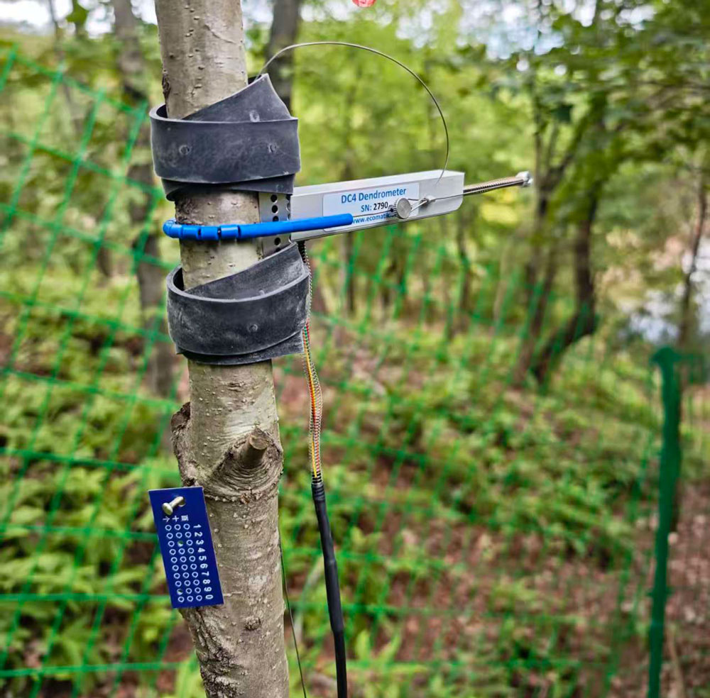 莖干生長(zhǎng)傳感器