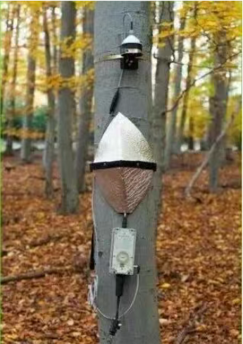 莖干液流 莖干液流