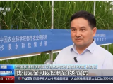 沙漠溫室種水稻！中國科學(xué)家在新疆和田試種成功